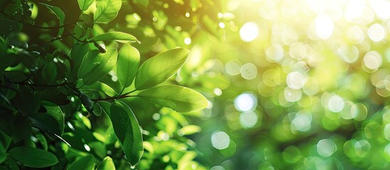 Poster - Blurry background formed by lush greenery under sunlight in a bokeh effect offering a copy space image