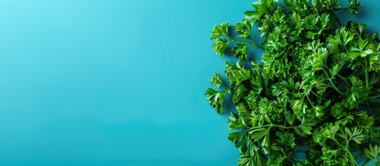 Leinwandbilder - Green parsley on colorful backdrop with copy space image