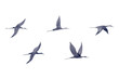 © Elena Malgina - Migrating crane birds silhouettes watercolor illustration set isolated on white background. Flying flamingos flock in dark grey color. Abstract monochrome clipart