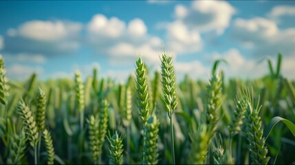 Canvas Print - Close-up of Lush Green Wheat Field Under Blue Sky with Clouds. Perfect for Agriculture and Nature Themes. High-Quality AI-Generated Image. Ideal for Farm and Organic Food Projects. AI