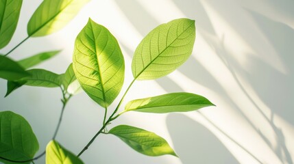 Wall Mural - Close-up of vibrant green leaves with sunlight filtering through, highlighting the natural beauty and details of the foliage.