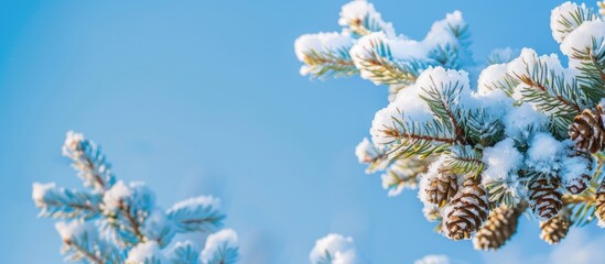 Wall Mural - Snow covered pine branch against blue sky background perfect for card designs with available copy space image