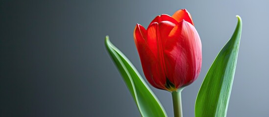 Aufkleber - A close up photo of a red tulip with a green leaf in the backdrop providing ample copy space image