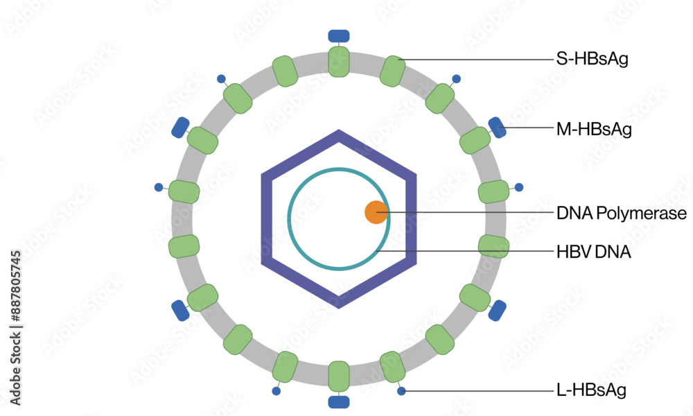 Detailed Vector Illustration of Hepatitis B Virus Structure on White ...