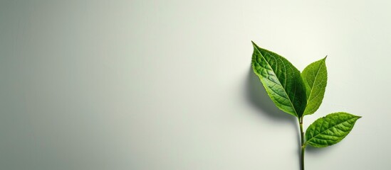 Fototapete - Green leaf standing alone on a white backdrop with ample copy space image