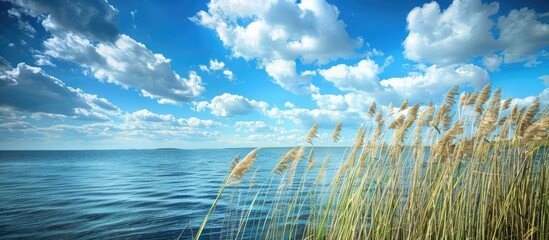 Poster - Scenic view of reeds by serene ocean under blue sky with clouds perfect as a copy space image