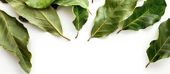 Photo of bay leaves on a white backdrop with copy space image