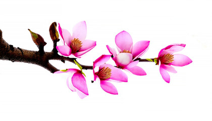 branch with vibrant pink flowers and budding leaves isolated on white background for stock purposes.