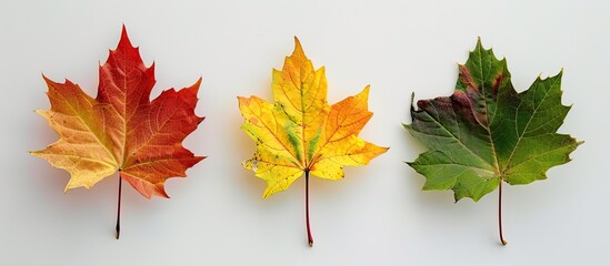 Fototapete - A top down view of three colorful maple leaves on a white background symbolizing various stages of autumn leaf maturity with copy space image