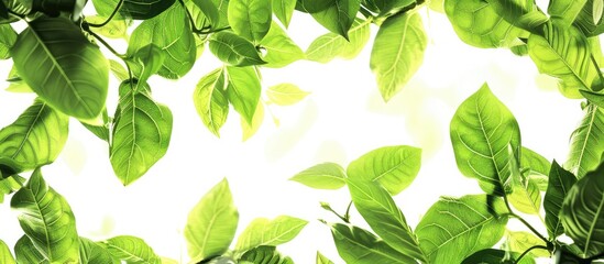 Poster - Fresh green leaves creating a serene natural setting with ample copy space image
