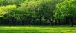 © vxnaghiyev - Misato Park in spring showcases a variety of trees against a backdrop of lush grassland providing an interesting contrast between the green and the dead trees in a captivating copy space image