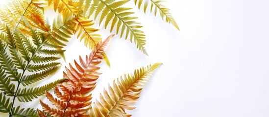 Aufkleber - Exotic colored fern leaves set against a white copy space image perfect for nature themed designs
