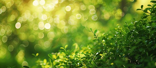 Sticker - A nature themed green bokeh backdrop with a blurred style perfect for incorporating copy space images