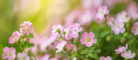 Poster - Small pink and white spring flowers in full bloom in the garden with copy space image
