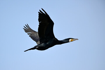 Poster - Kormoran // Great cormorant (Phalacrocorax carbo)