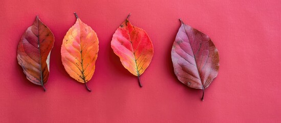 Poster - Minimalistic flat lay top view of three autumn leaves on a vibrant paper background with ample copy space image