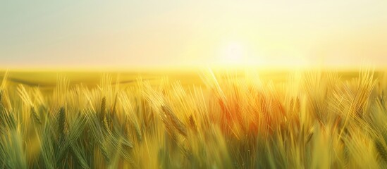 Poster - A serene image of a barley field at sunset with a soft effect against a clear sky on a sunny summer day Perfect for adding text with copy space in the picture