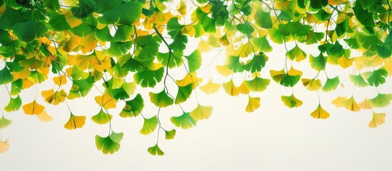 Poster - Backdrop featuring ginkgo tree leaves in a copy space image