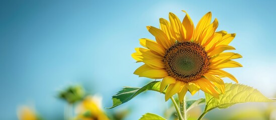 Wall Mural - A vibrant sunflower blossoms under a clear blue sky creating a picturesque image with copy space