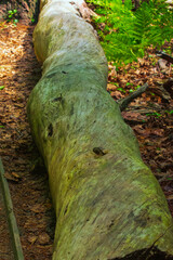 tree in the forest