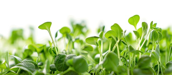 Canvas Print - Sunflower microgreens elegantly isolated with selective focus against a white background create a serene natural setting for a copy space image