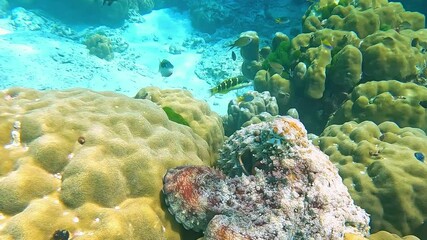 Wall Mural - Close-up of an octopus on a coral reef. Multi-colored fish swim in the Red Sea near a coral reef. Various schools of fish for diving and freediving at the seaside resorts of Egypt.