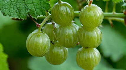 Wall Mural -  Freshly picked green grapes ready to be enjoyed