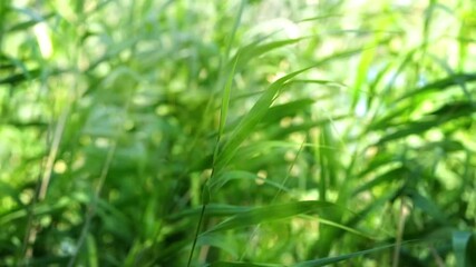 Wall Mural - green reed grasses with leaves in slow motion wind, blurred motion with defocused sunlights, sunny summer background with lush riparian vegetation