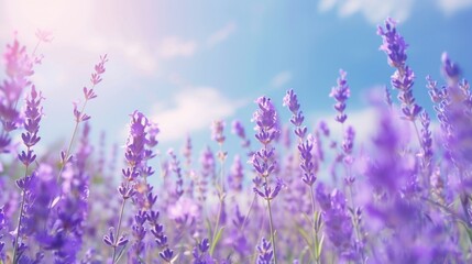 Canvas Print - Lavender Field Under a Blue Sky.