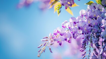 Canvas Print - Purple Wisteria Flowers Against a Blue Sky.