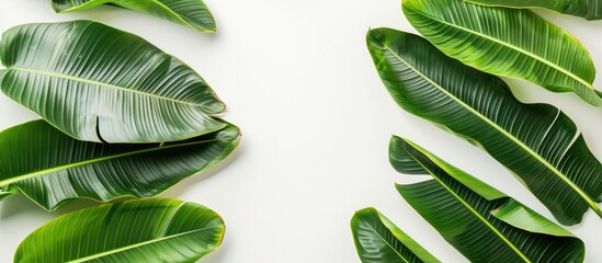 Wall Mural - Banana leaves on a blank white surface with copy space image