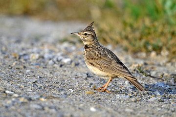 Poster - Crested lark // Haubenlerche  (Galerida cristata)