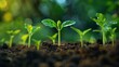 © Juan - Young green seedlings growing in soil