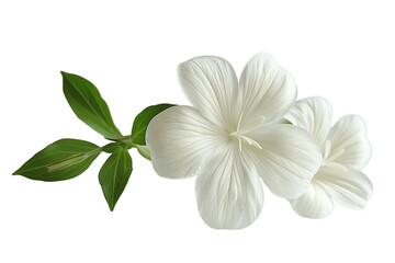 Wall Mural - White Flowers With Green Leaves on a White Background