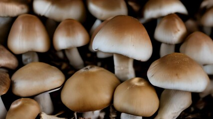 Canvas Print -  Vibrant cluster of mushrooms in closeup