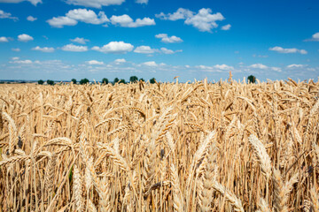 Gold wheat field and blue sky. Crops field. Selective focus