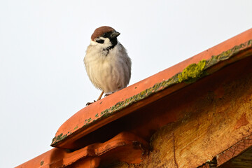 Poster - Feldsperling-Männchen auf einem Hausdach // Tree sparrow male on a roof (Passer montanus)