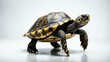 © Rein Weissritter - single turtle animal isolated in pure white background