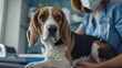 © BlackBird Studio - Dog being seen by a veterinarian