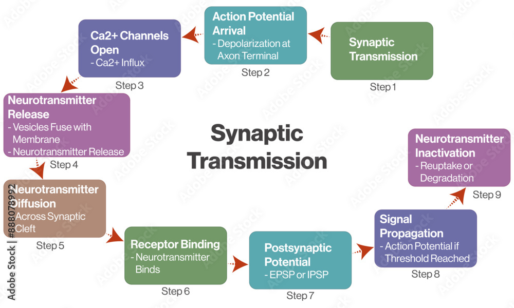 Synaptic Transmission Pathway Flowchart Vector Illustration with White ...
