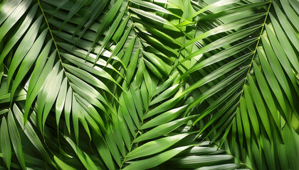 A close-up of lush green palm fronds showcases the intricate patterns and textures of tropical foliage