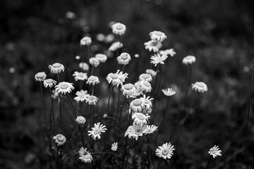 B&W Daisies