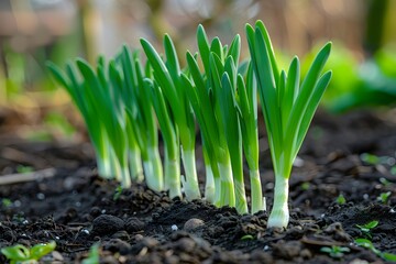 Wall Mural - Fresh Green Shoots Emerging from Soil in a Garden