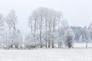 Wall Mural - winter scene of snowy trees in a field in northwest Montana