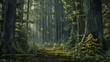© bersch28 - Wide shot of an old-growth forest with towering trees.