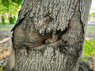 Interesting wood grain up close.