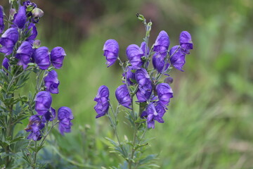 Aconitum firmum. Monkshood plant, very toxic and dangerous plant. 