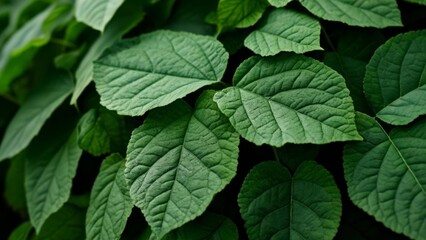 Wall Mural -  Vibrant green leaves in closeup perfect for naturethemed projects