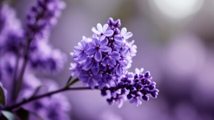 Wall Mural -  Vibrant purple flowers in bloom