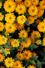 Wall Mural - yellow flowers in close up background